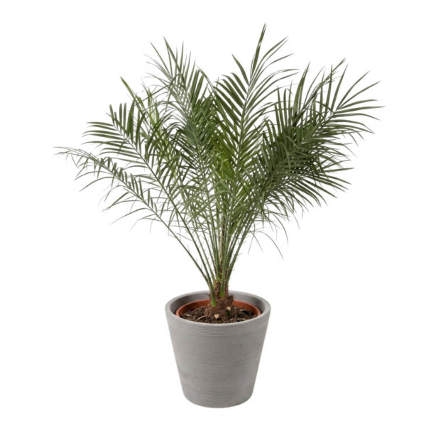 Laose datlipalm P27 100-120cm