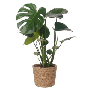 Meeldiv monstera P14