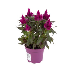 Kõrge mätashari ‘Deep Purple’ P12