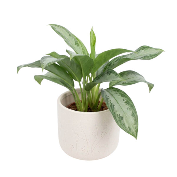 Aglaoneema 'Silver Bay' P17