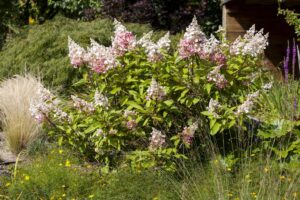 Aedhortensia ‘Pinky Winky’ P26