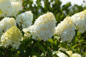 Aedhortensia ‘Polar Bear’ P23 40cm