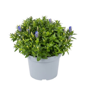 Kare emajuur ‘Luis Blue’ P12