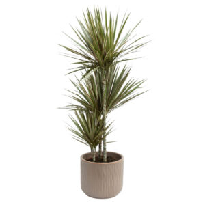 Ääris-draakonipuu P27 120cm 3 tüve