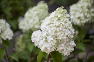 Aedhortensia ‘Polar Bear’ P23 40cm
