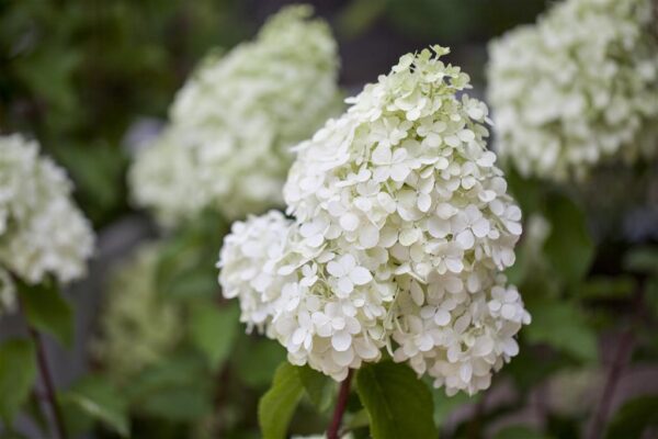 Aedhortensia 'Polar Bear' P23 40cm