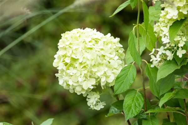 Aedhortensia 'Limelight' P17