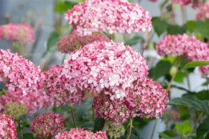 Puishortensia ‘Pink Annabelle’ P23 50cm