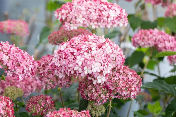 Puishortensia 'Pink Annabelle' P23 50cm