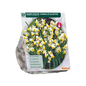 Nartsiss ‘Canaliculatus’ 25 tk