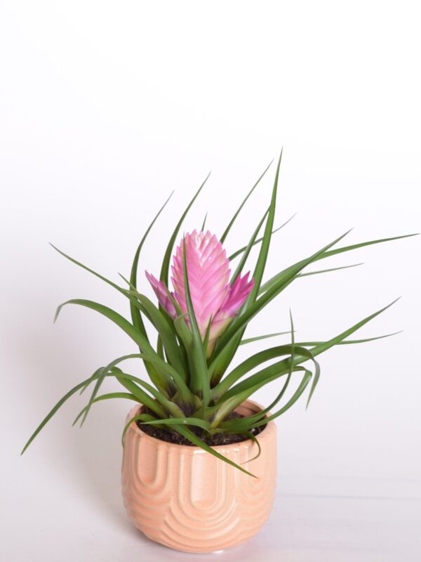Sinine tillandsia P9 erinevad