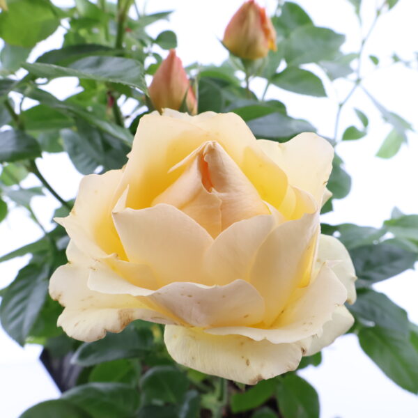 Floribundroos 'Hansestadt Rostock' P23
