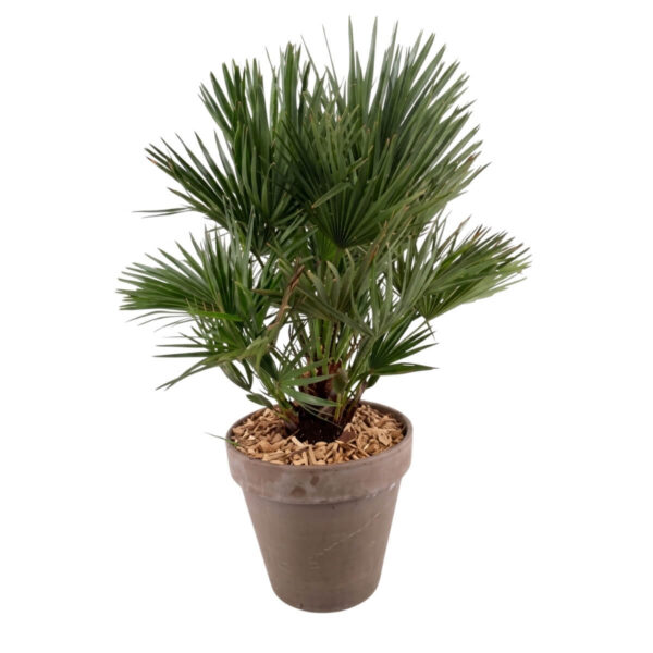 Kääbuspalm P35 100cm savipotti istutatud