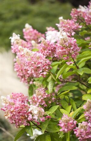 Aedhortensia ‘Pinky Winky’ P26