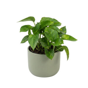 Kuld-nõelköis ‘Global Green’ P12