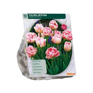Tulp ‘Upstar’ 10tk