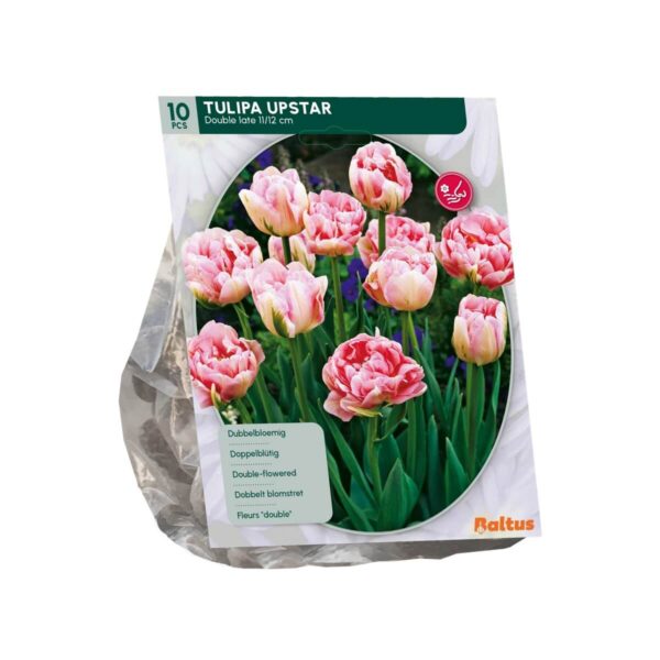 Tulp 'Upstar' 10tk
