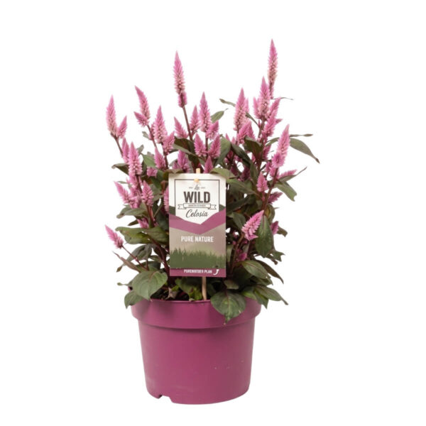 Kõrge mätashari 'Wild Pink' P14
