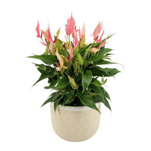 Flamingolill ‘Lilli’ P17