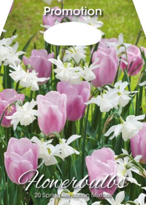 Tulp + nartsiss Spring Sensation 20tk