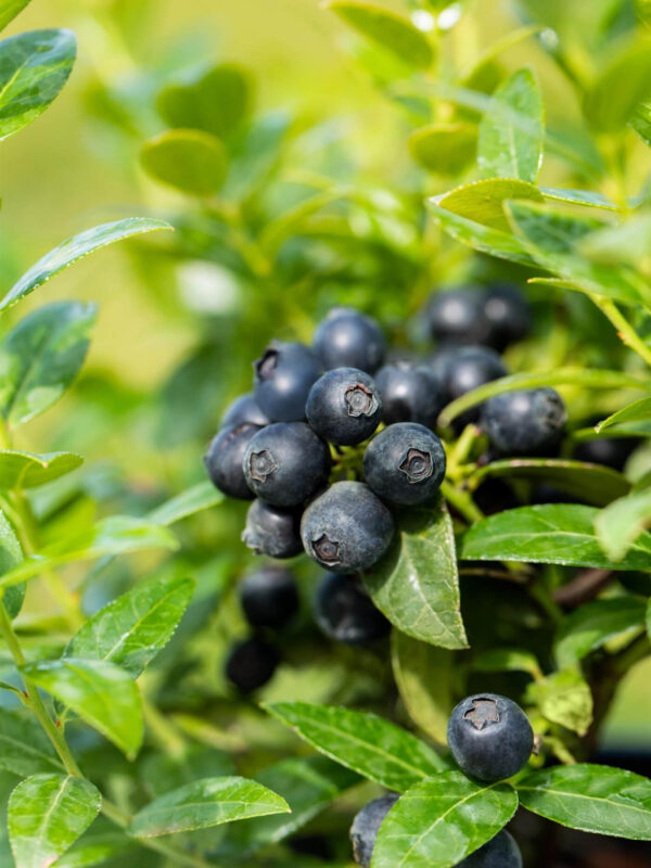 Mustikas BrazelBerry 'Berry Bux' P10,5
