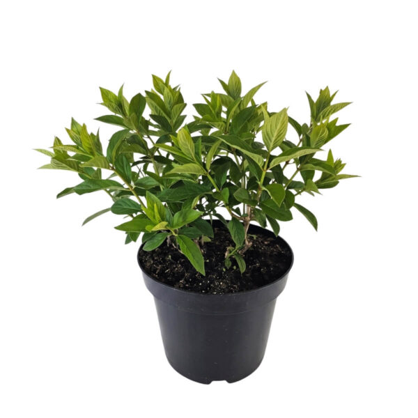 Aedhortensia 'Magical Candle' P29 60cm
