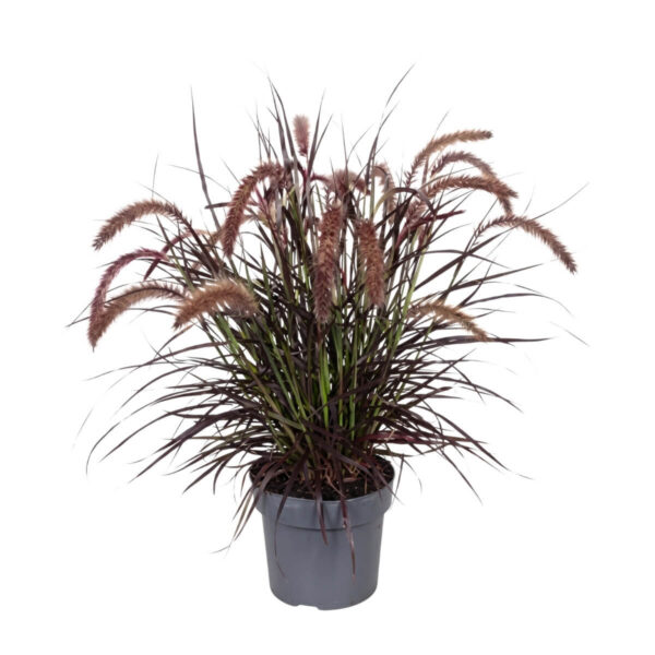 Hiidhirss 'Tiny Tails' P19 40cm