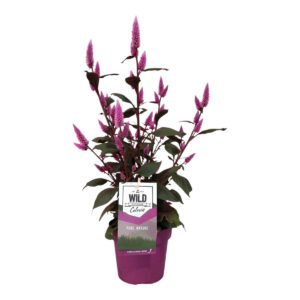 Kõrge mätashari ‘Wild Pink’ P14