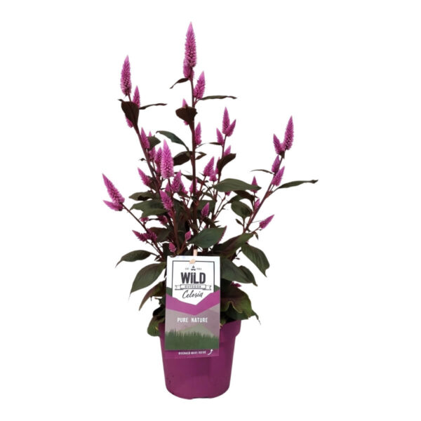 Kõrge mätashari 'Wild Pink' P14