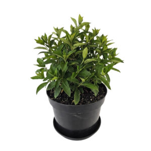 Aedhortensia ‘Lime Sparkle’ P29 45cm