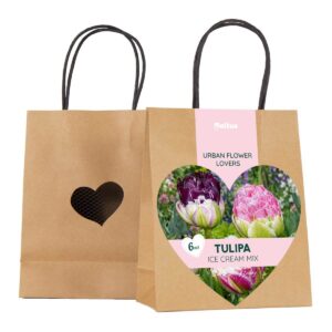 Tulp Ice Cream segu paberkotis 6tk
