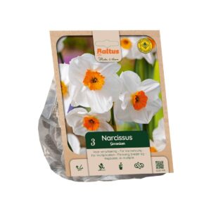 Nartsiss ‘Geranium’ 3tk