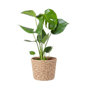 Meeldiv monstera P12