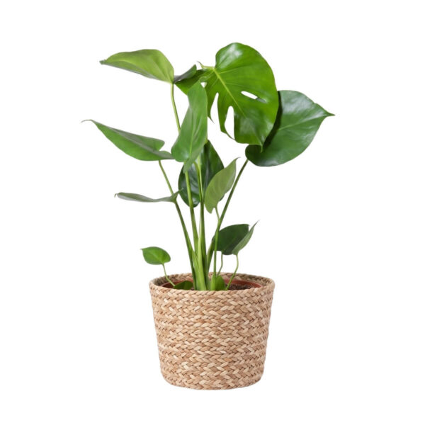 Meeldiv monstera P12