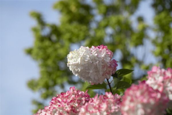 Aedhortensia 'Vanille Fraise' P19