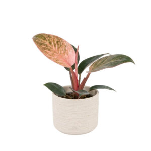 Filodendron ‘Pink Bikini’ P10,5