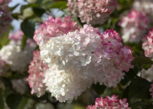 Aedhortensia ‘Sundae Fraise’ P50 100cm