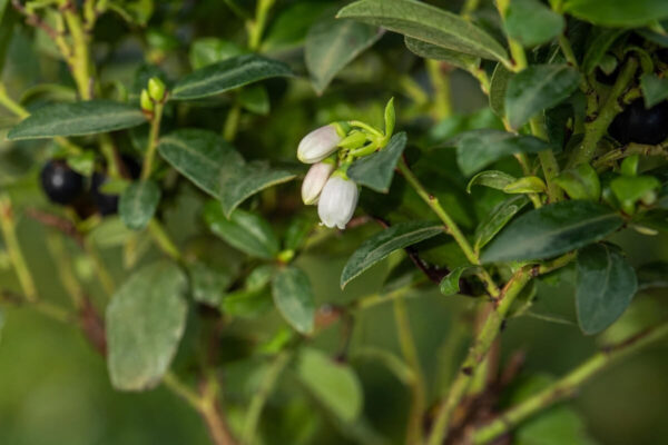 Mustikas BrazelBerry 'Berry Bux' P10,5
