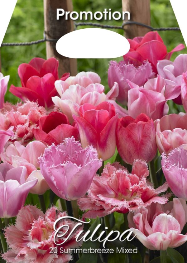 Tulp Summerbreeze segu 20tk