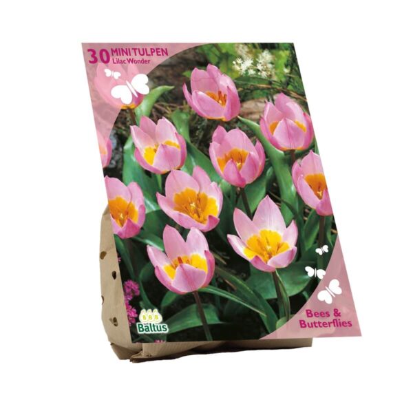 Tulp 'Lilac Wonder' 30tk