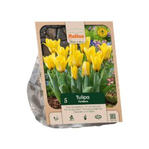 Tulp ‘Partitura’ 5tk