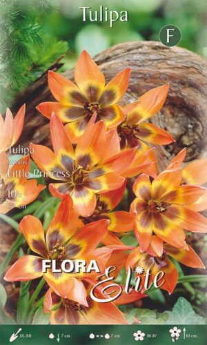 Tulp ‘Little Princess’ 10tk