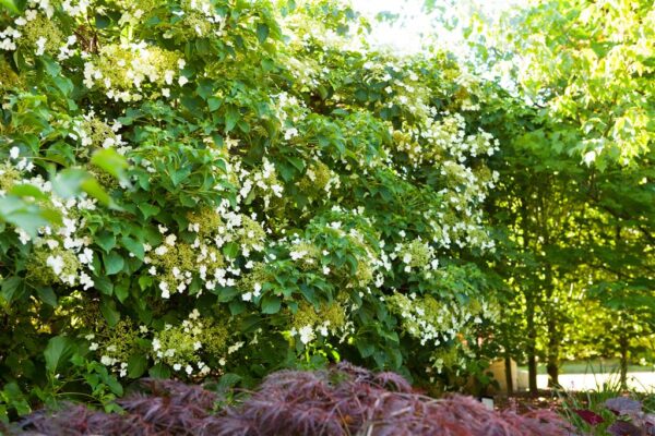 Roniv hortensia P23 120cm