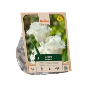 Tulp ‘Honeymoon’ 5tk
