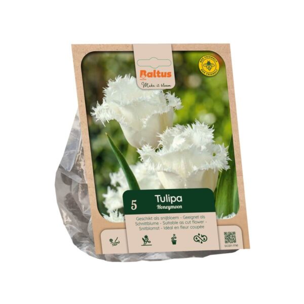 Tulp 'Honeymoon' 5tk