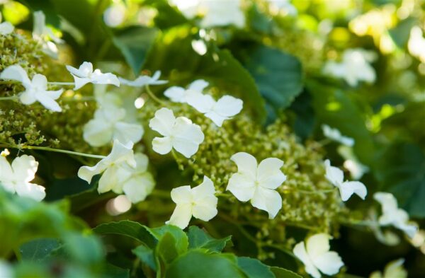 Roniv hortensia P23 120cm