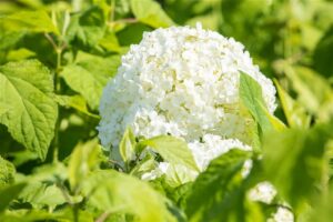 Puishortensia ‘Annabelle’ P19