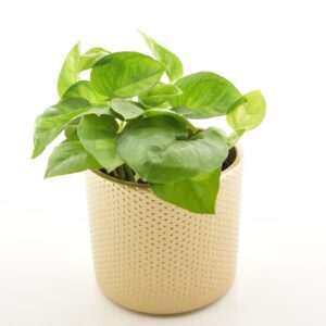 Kuld-nõelköis ‘Global Green’ P12