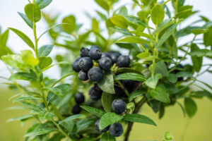Mustikas BrazelBerry ‘Berry Bux’ P10,5