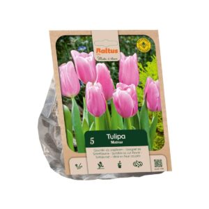 Tulp ‘Mistress’ 5tk